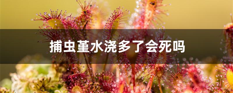 捕虫堇水浇多了会死吗 捕虫堇水浇多了会死吗
