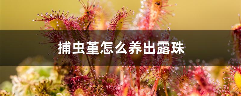 捕虫堇怎么养出露珠 捕虫堇怎么养出露珠