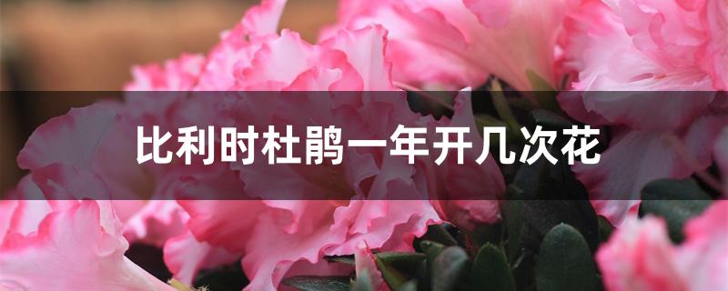 比利时杜鹃一年开几次花 比利时杜鹃一年开几次花