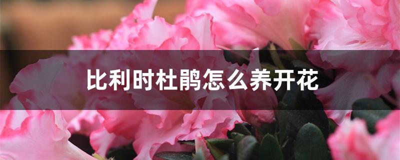 比利时杜鹃怎么养开花 比利时杜鹃怎么养开花