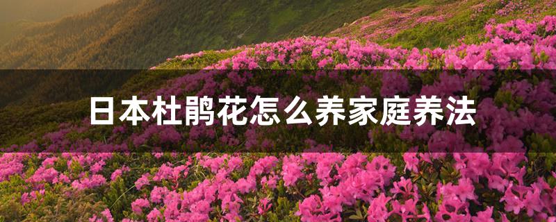 日本杜鹃花怎么养家庭养法 日本杜鹃花怎么养家庭养法