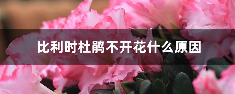 比利时杜鹃不开花什么原因 比利时杜鹃不开花什么原因