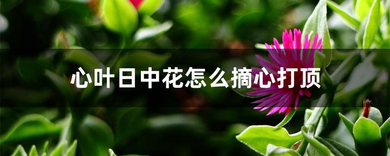 心叶日中花怎么摘心打顶 心叶日中花怎么摘心打顶