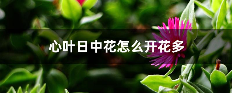 心叶日中花怎么开花多 心叶日中花怎么开花多