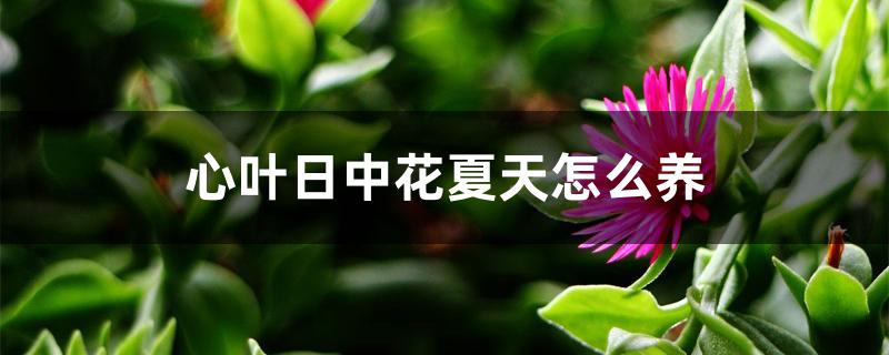 心叶日中花夏天怎么养 心叶日中花夏天怎么养