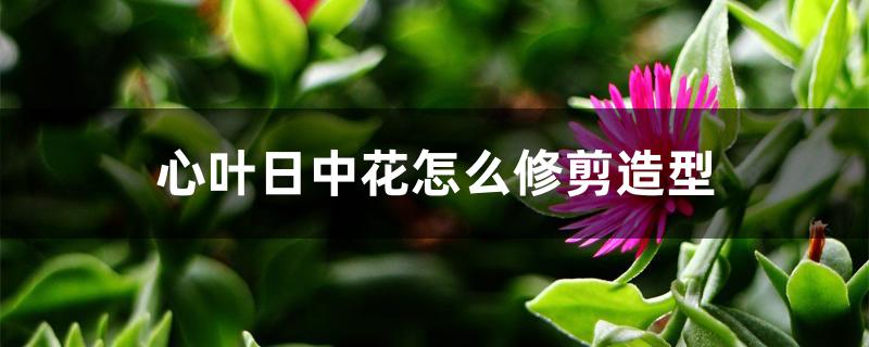心叶日中花怎么修剪造型 心叶日中花怎么修剪造型