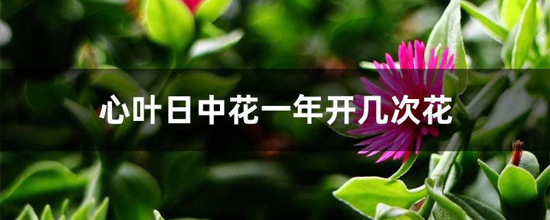 心叶日中花一年开几次花 心叶日中花一年开几次花