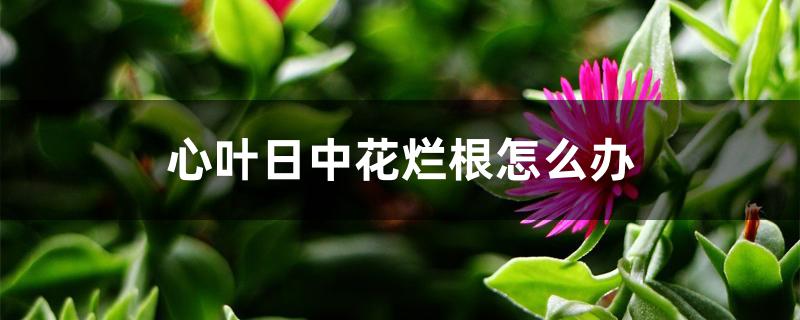 心叶日中花烂根怎么办