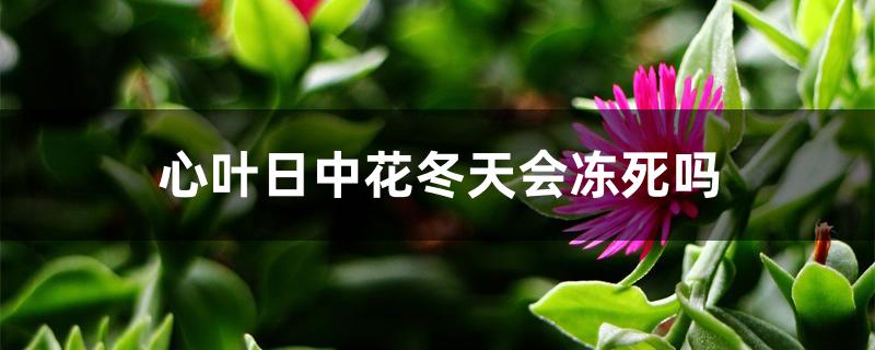 心叶日中花冬天会冻死吗 心叶日中花冬天会冻死吗