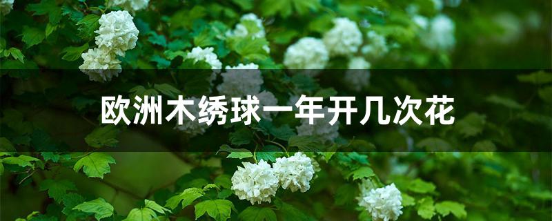 欧洲木绣球一年开几次花 欧洲木绣球一年开几次花