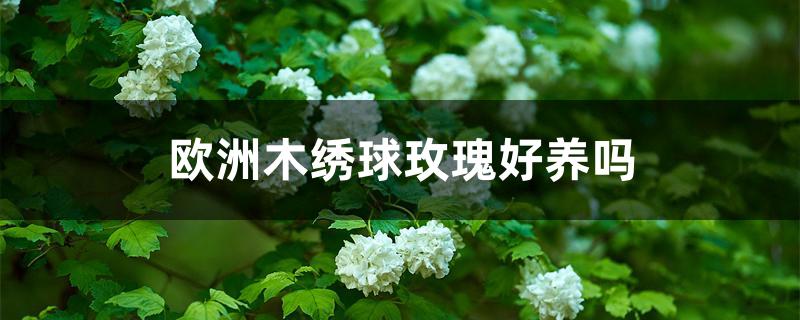 欧洲木绣球玫瑰好养吗 欧洲木绣球玫瑰好养吗