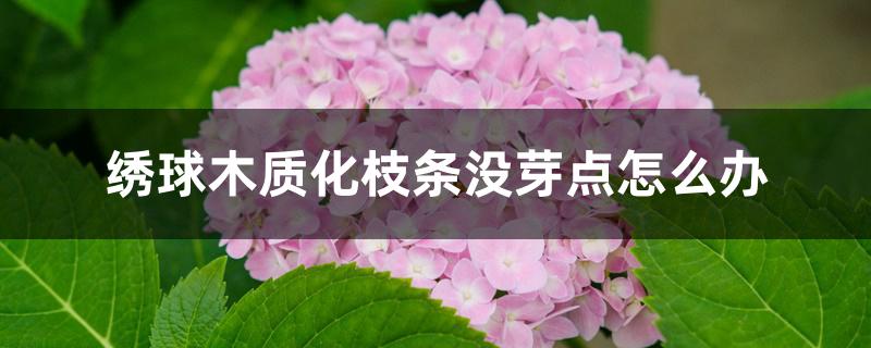 绣球木质化枝条没芽点怎么办 绣球木质化枝条没芽点怎么办