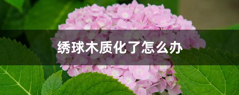 绣球木质化了怎么办 绣球木质化了怎么办