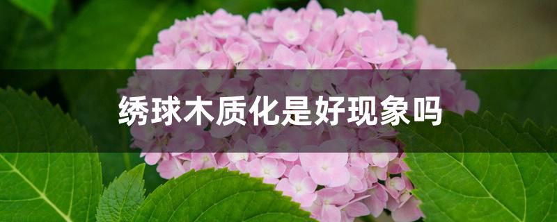 绣球木质化是好现象吗 绣球木质化是好现象吗