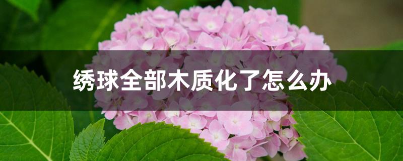 绣球全部木质化了怎么办 绣球全部木质化了怎么办
