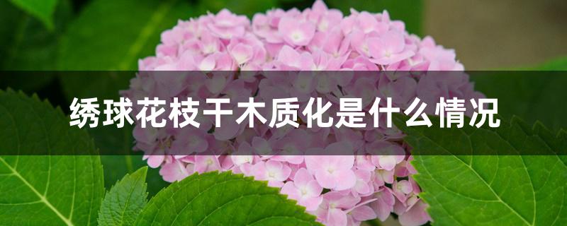 绣球花枝干木质化是什么情况 绣球花枝干木质化是什么情况