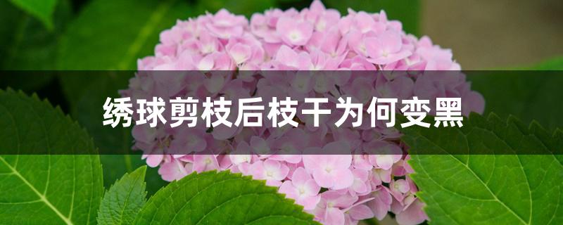 绣球剪枝后枝干为何变黑 绣球剪枝后枝干为何变黑