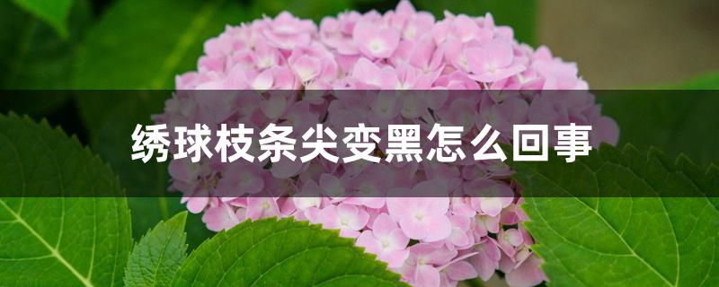 绣球枝条尖变黑怎么回事 绣球枝条尖变黑怎么回事