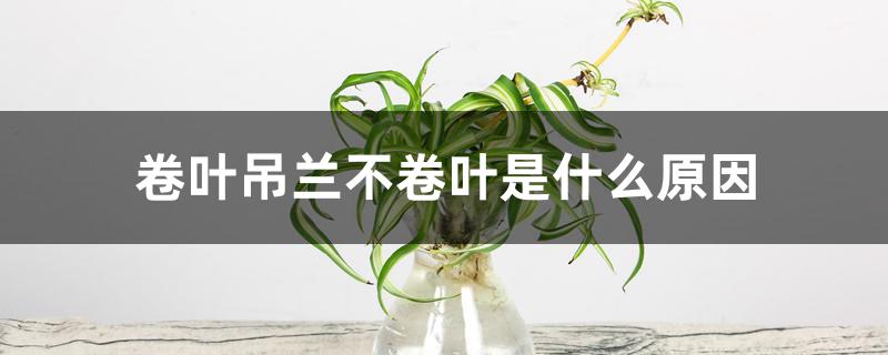 卷叶吊兰不卷叶是什么原因 卷叶吊兰不卷叶是什么原因