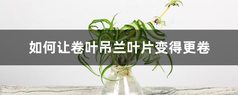 如何让卷叶吊兰叶片变得更卷 如何让卷叶吊兰叶片变得更卷