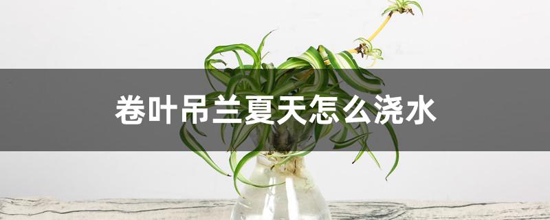 卷叶吊兰夏天怎么浇水 卷叶吊兰夏天怎么浇水