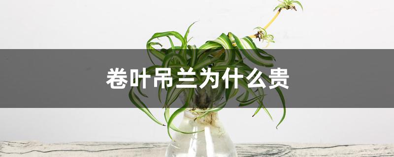 卷叶吊兰为什么贵 卷叶吊兰为什么贵