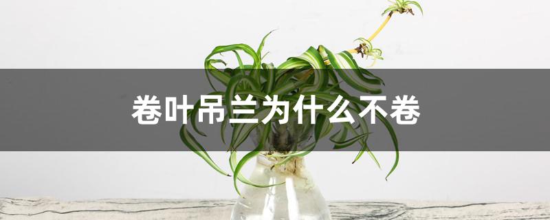 卷叶吊兰为什么不卷 卷叶吊兰为什么不卷