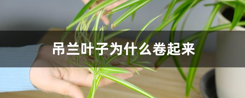 吊兰叶子为什么卷起来 吊兰叶子为什么卷起来