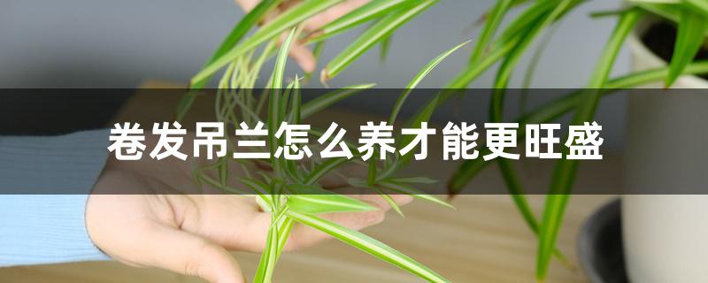 卷发吊兰怎么养才能更旺盛 卷发吊兰怎么养才能更旺盛