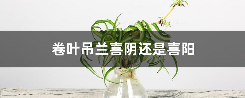 卷叶吊兰喜阴还是喜阳 卷叶吊兰喜阴还是喜阳