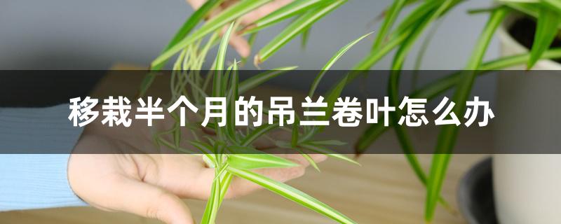 移栽半个月的吊兰卷叶怎么办 移栽半个月的吊兰卷叶怎么办