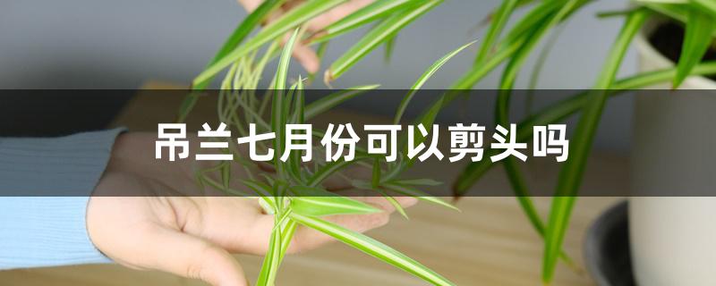 吊兰七月份可以剪头吗 吊兰七月份可以剪头吗