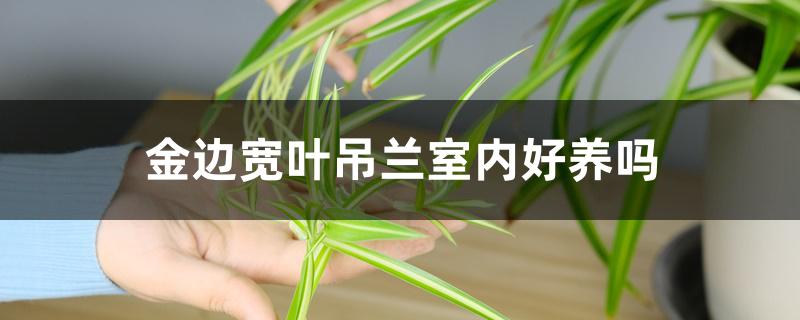 金边宽叶吊兰室内好养吗 金边宽叶吊兰室内好养吗