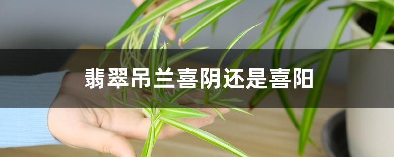 翡翠吊兰喜阴还是喜阳 翡翠吊兰喜阴还是喜阳