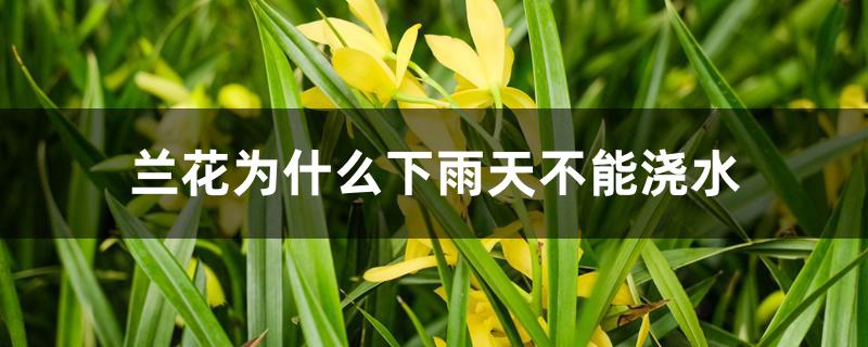 兰花为什么下雨天不能浇水 兰花为什么下雨天不能浇水