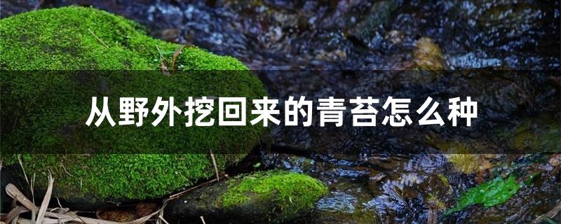 从野外挖回来的青苔怎么种 从野外挖回来的青苔怎么种