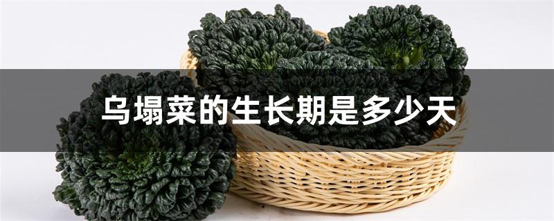 乌塌菜的生长期是多少天