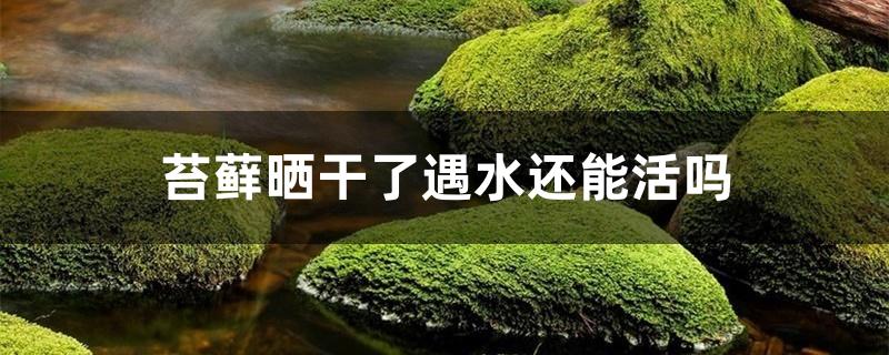苔藓晒干了遇水还能活吗 苔藓晒干了遇水还能活吗