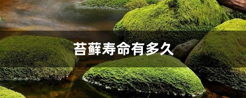 苔藓寿命有多久 苔藓寿命有多久