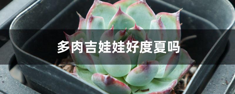 多肉吉娃娃好度夏吗 多肉吉娃娃好度夏吗