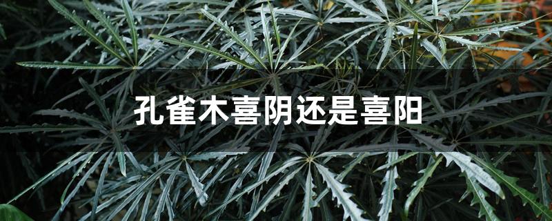 孔雀木喜阴还是喜阳 孔雀木喜阴还是喜阳