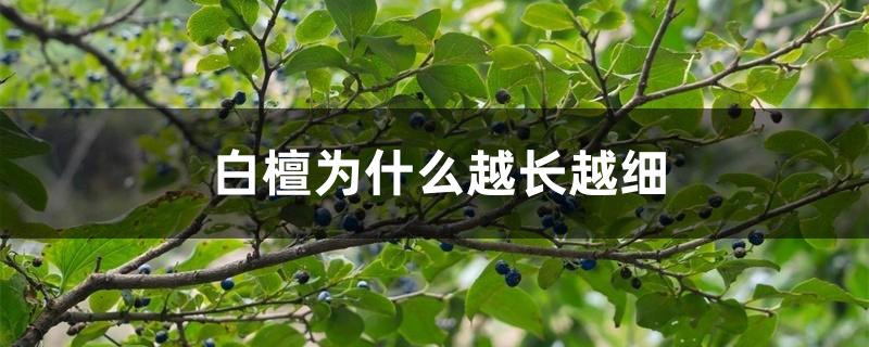 白檀为什么越长越细 白檀为什么越长越细