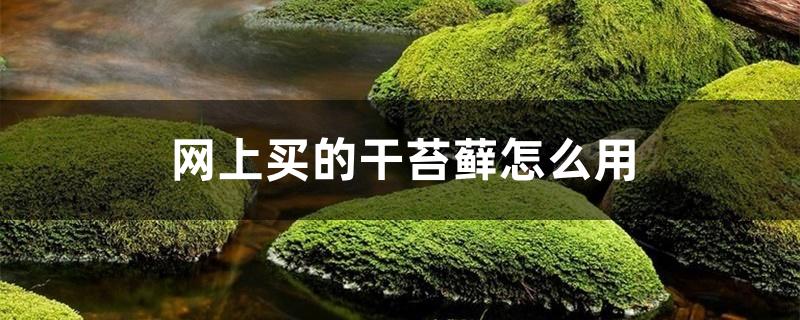 网上买的干苔藓怎么用 网上买的干苔藓怎么用