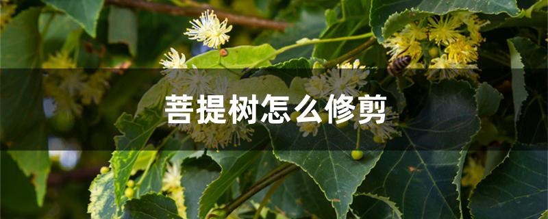 菩提树怎么修剪 菩提树怎么修剪