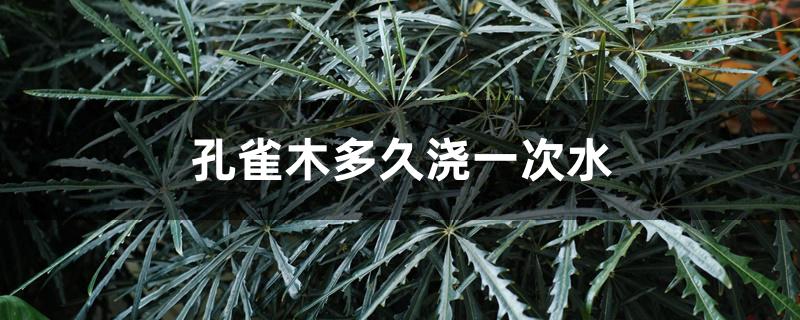 孔雀木多久浇一次水 孔雀木多久浇一次水