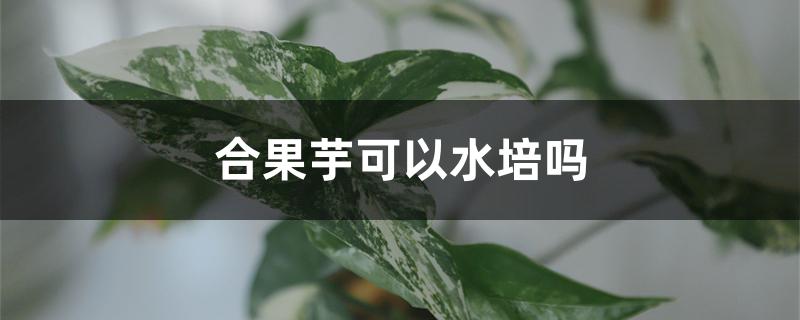 合果芋可以水培吗 合果芋可以水培吗