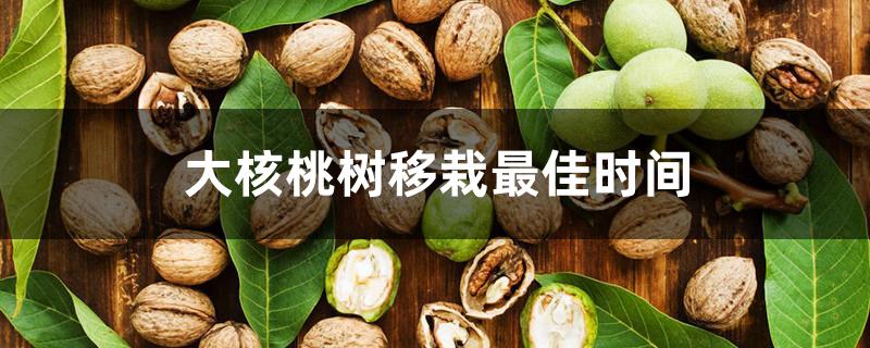大核桃树移栽最佳时间 大核桃树移栽最佳时间