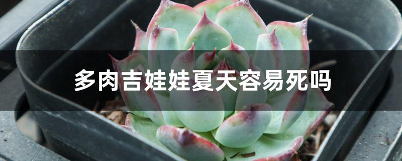 多肉吉娃娃夏天容易死吗 多肉吉娃娃夏天容易死吗