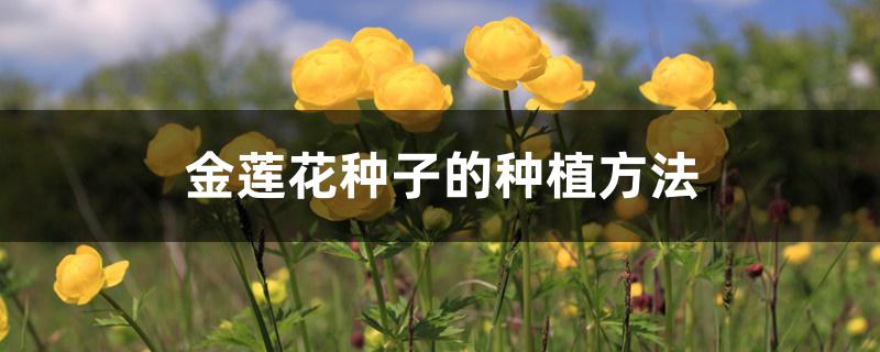 金莲花种子的种植方法 金莲花种子的种植方法