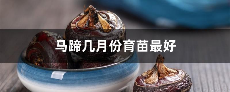 马蹄几月份育苗最好 马蹄几月份育苗最好